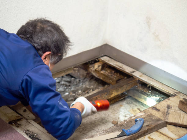Best Emergency Mold Remediation in Muttontown, NY