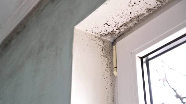 Best Residential Mold Remediation in Muttontown, NY