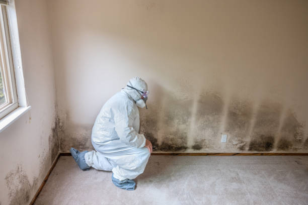 Best Industrial Mold Remediation in Muttontown, NY