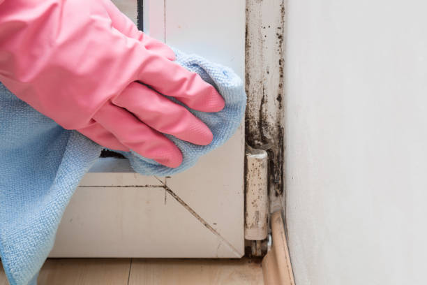 Best DIY Mold Remediation Support Services in Muttontown, NY